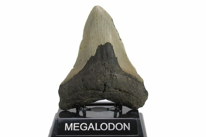 Serrated, Fossil Megalodon Tooth - North Carolina #245885